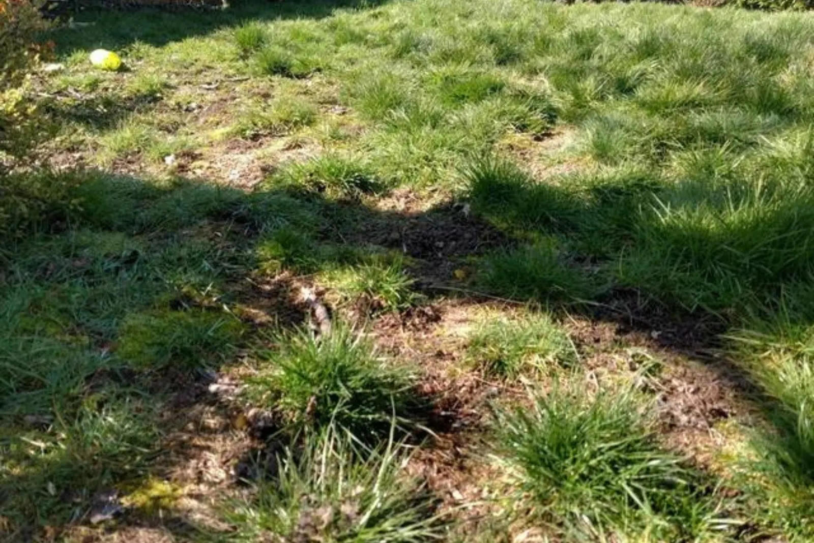 early green lawn