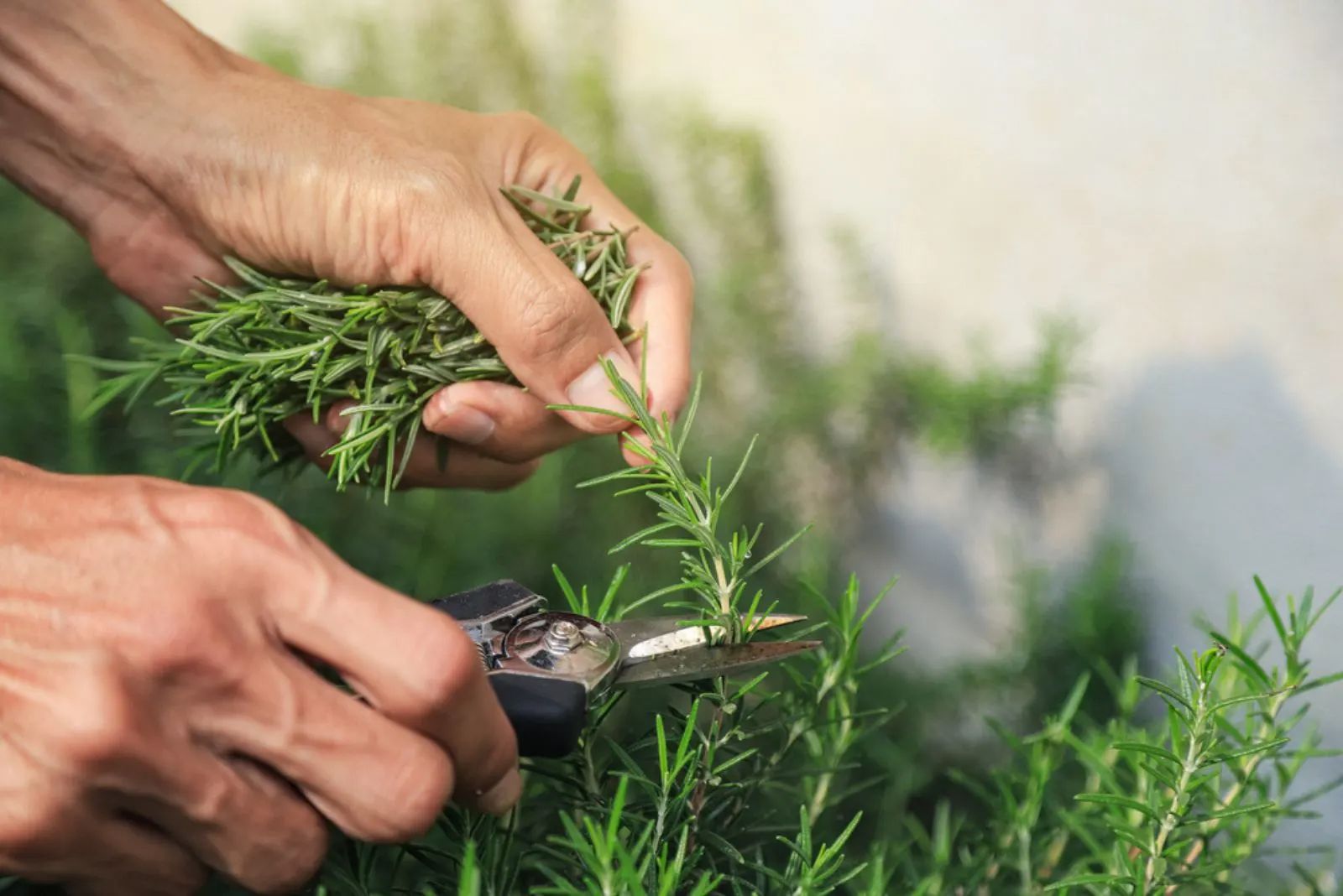 gardener hand cutting to pick rosemary leaf 