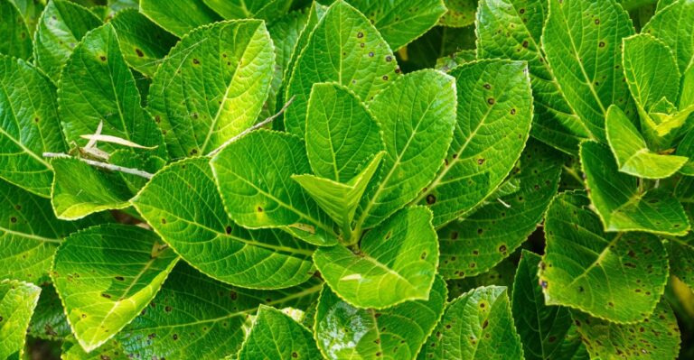 Redenen waarom je hortensia dit jaar minder bloemen heeft gekregen