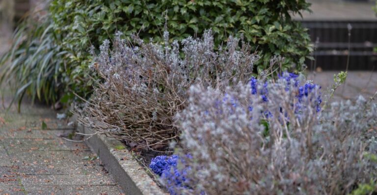 Waarom lavendel na verloop van tijd houtachtig wordt (en hoe je dit voorgoed oplost)
