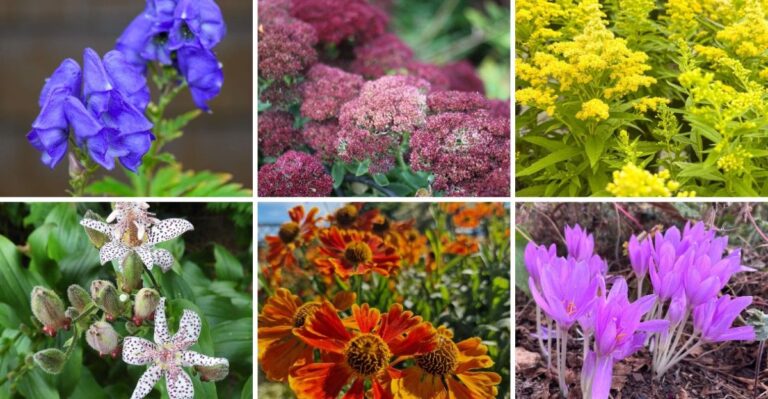 12 vaste planten die in de herfst op hun mooist bloeien wanneer de rest begint te verwelken.