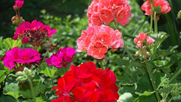 18 professionele tips om geraniums op de juiste manier te bemesten voor grotere bloemen