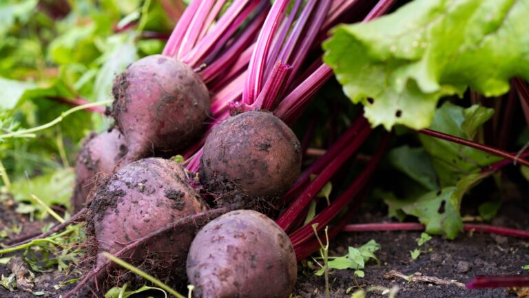 19 slimme tips voor het kweken van bieten — van piepkleine zaadjes tot sappige knollen