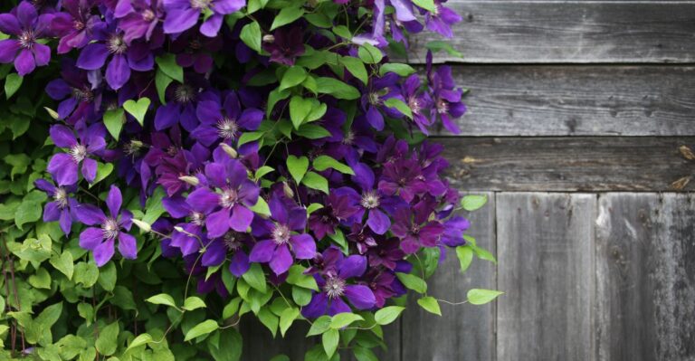 7 redenen waarom je clematis niet bloeit en wat je aan elk probleem kunt doen