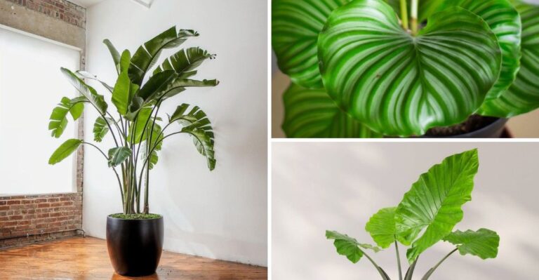 8 kamerplanten met gigantische bladeren die een kleine kamer groter laten lijken