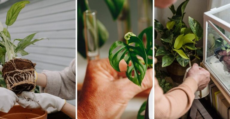 8 klusjes voor je kamerplanten die je moet doen voordat je ze deze herfst naar binnen haalt