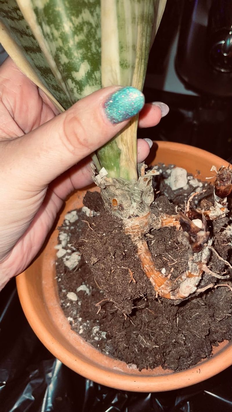A Gentle Recovery Plan For Curled Foliage