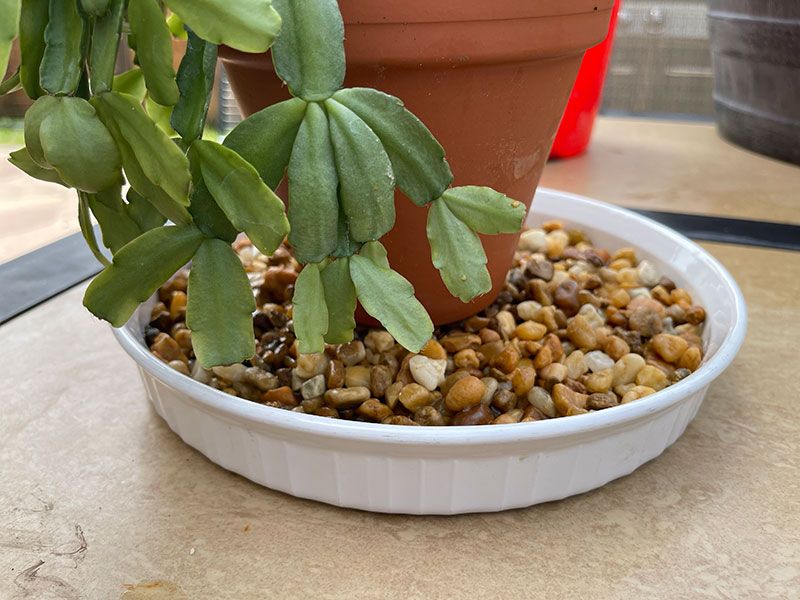 A Pebble Tray Brings Rainforest Humidity To Your Christmas Cactus