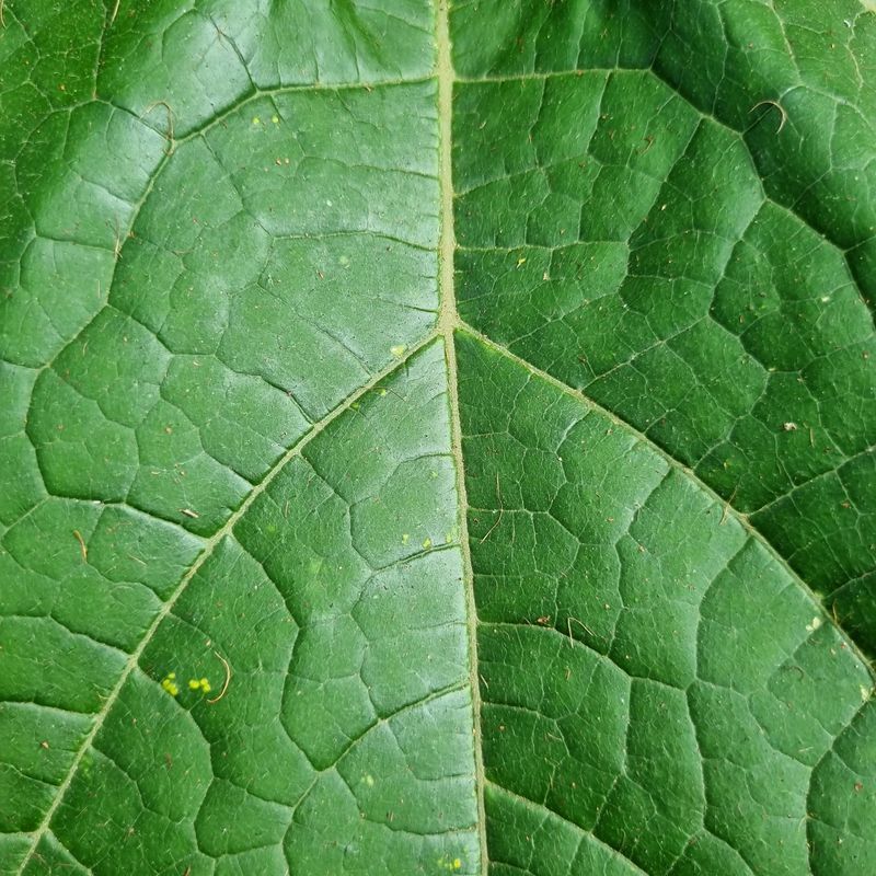 Add Extra Cover For Bigleaf Types