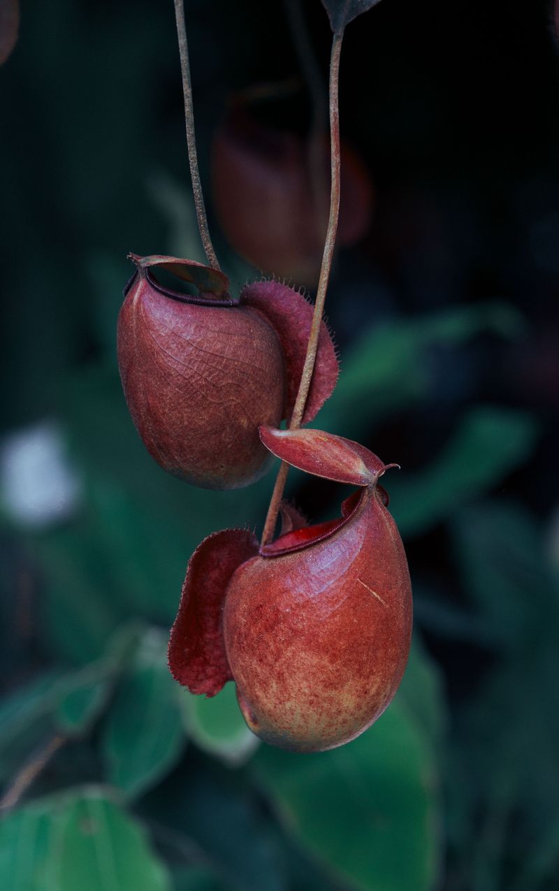Albany Pitcher Plant Surprises With Tiny Cups