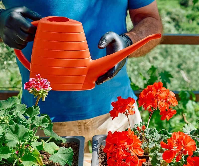 Always Water Before Fertilizing
