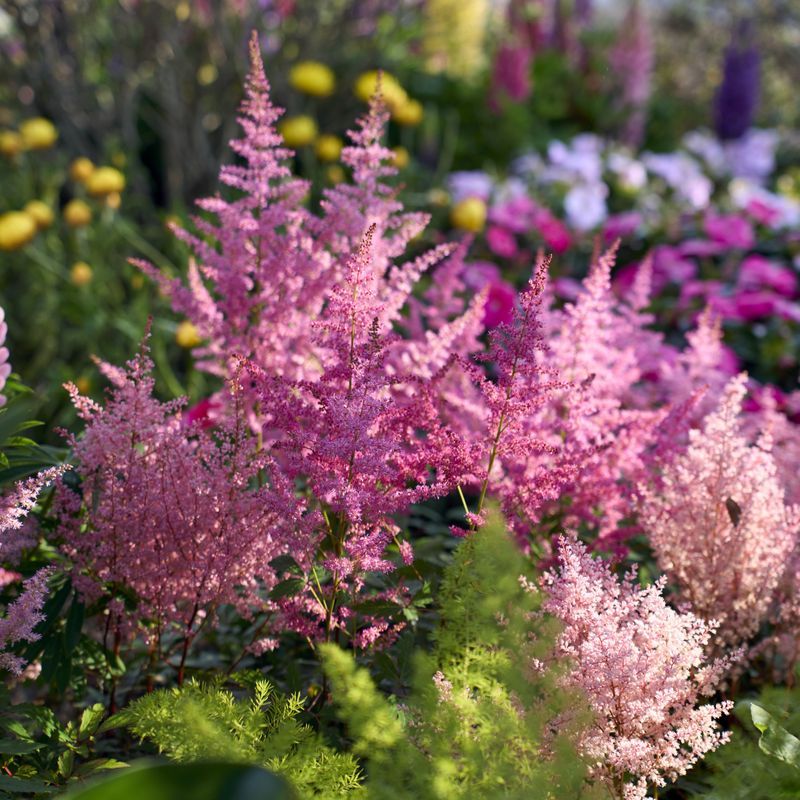 Astilbe Astilbe