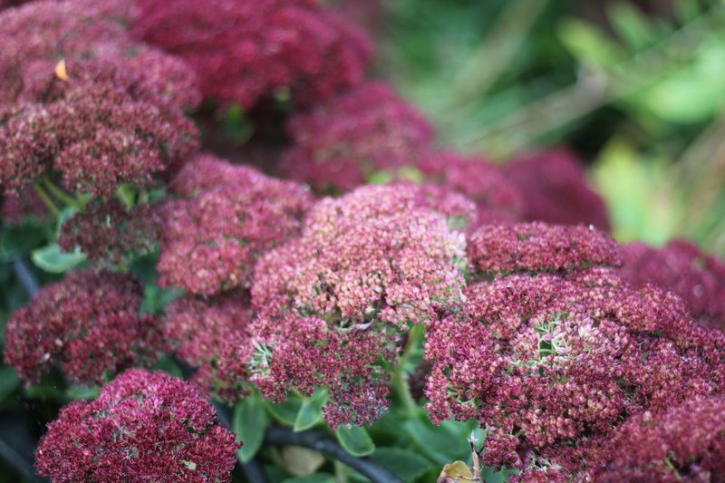 Autumn Joy Sedum Blushes Like A Sunset
