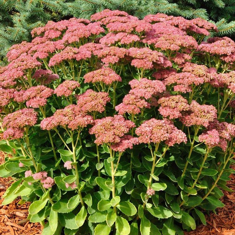 Autumn Joy Sedum Autumn Joy Sedum