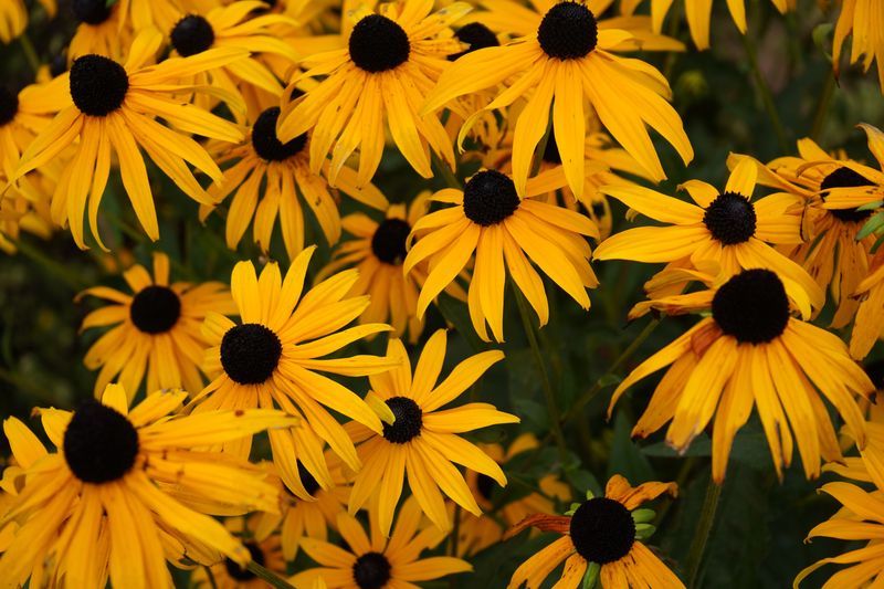 Black-Eyed Susan Black-Eyed Susan