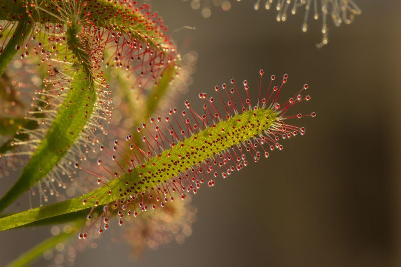 Cape Sundew Glitters And Grips