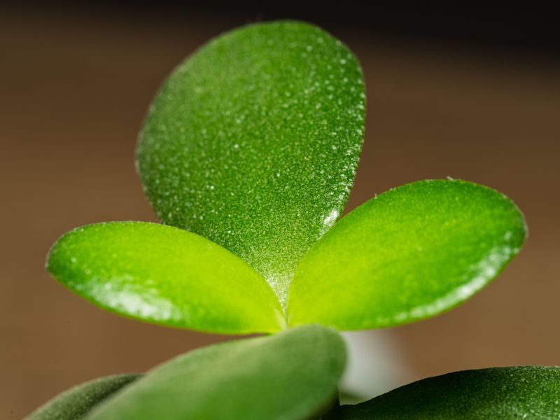 Choose A Plump And Healthy Leaf