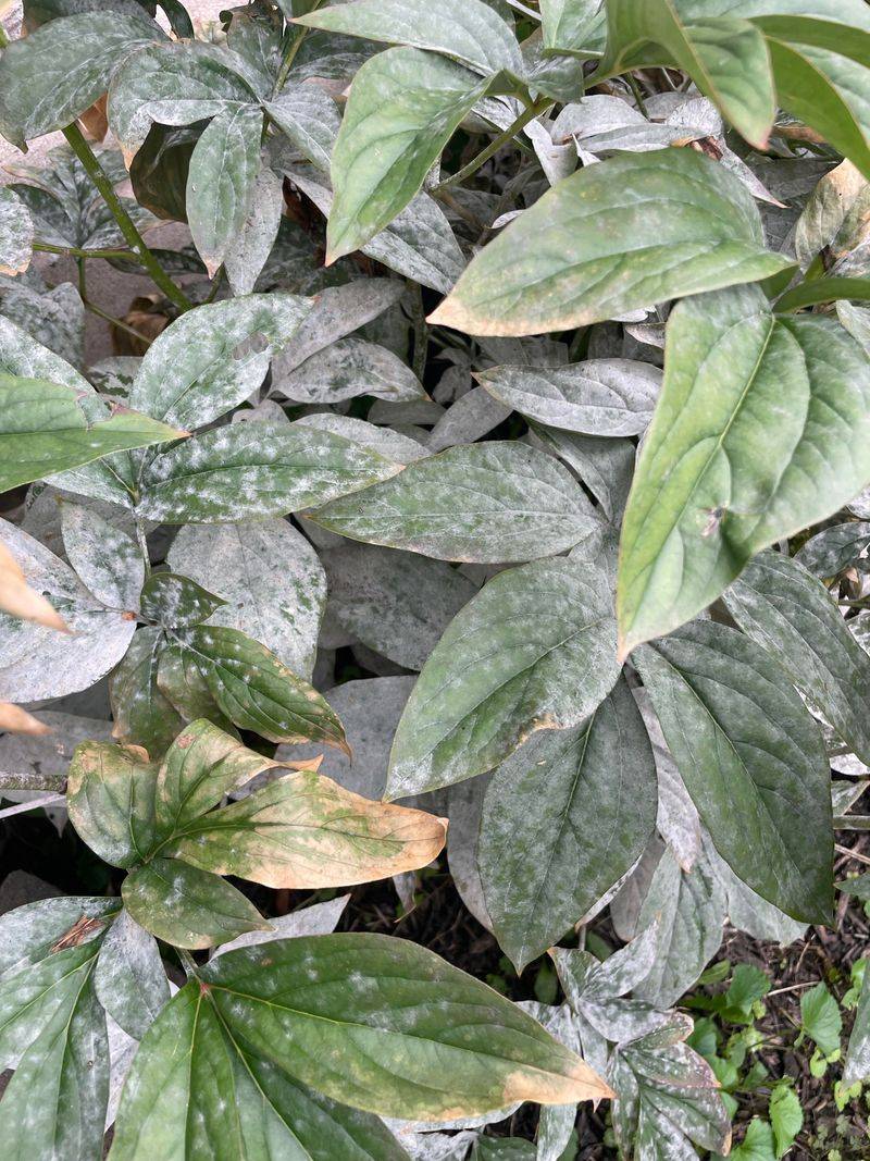 Clear Away And Bin Diseased Leaves