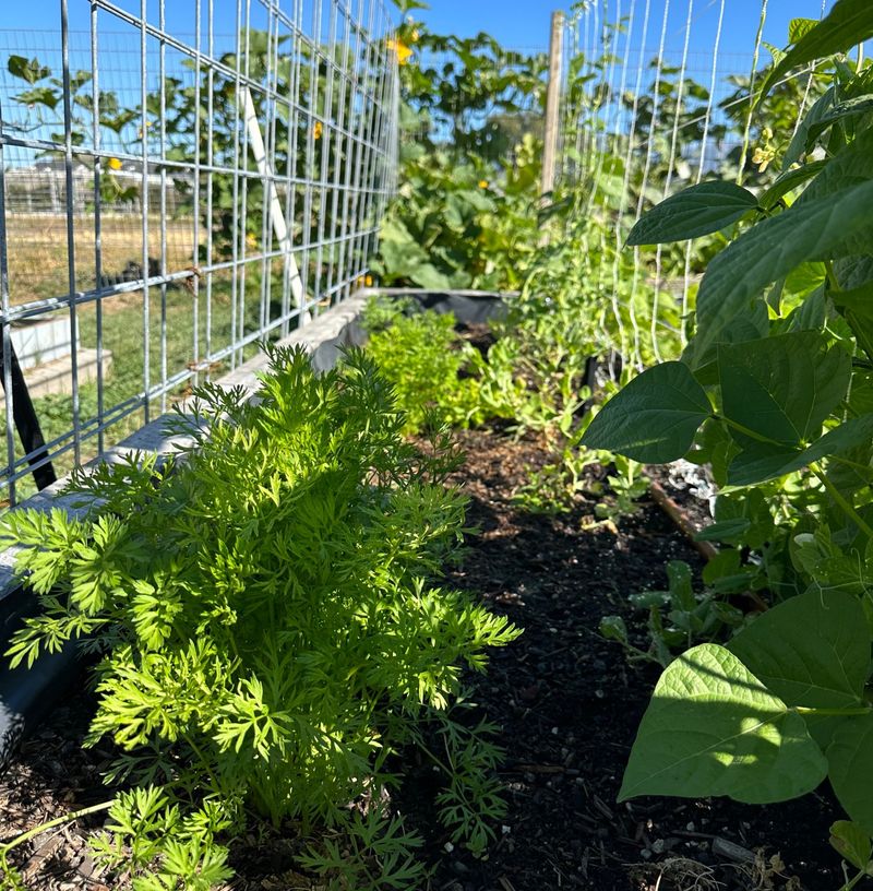 Companion Plant Strategically