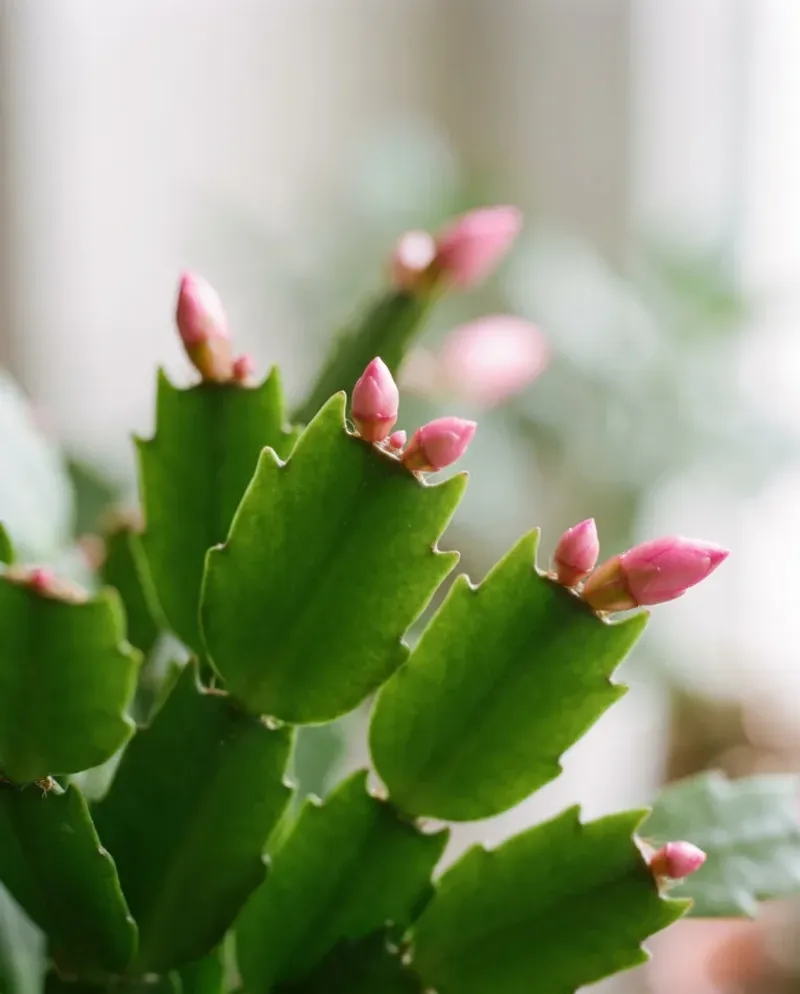 Cool Nights Near 55 Degrees Help Set Flower Buds