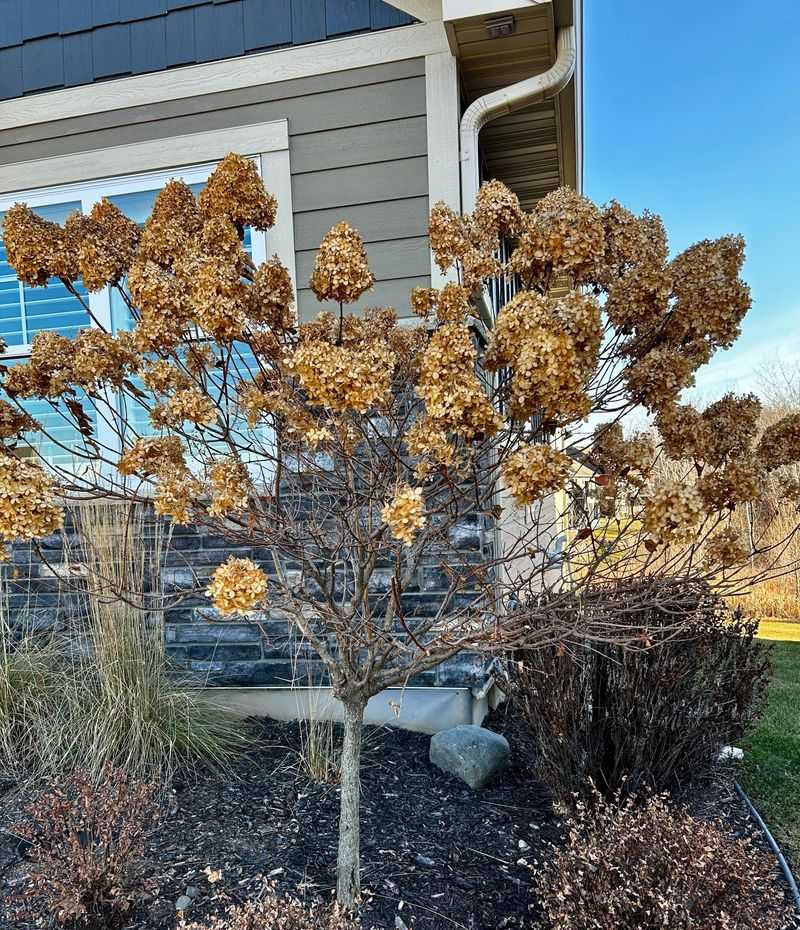 Cutting Back Panicle Hydrangeas Too Early In Fall Cutting Back Panicle Hydrangeas Too Early In Fall