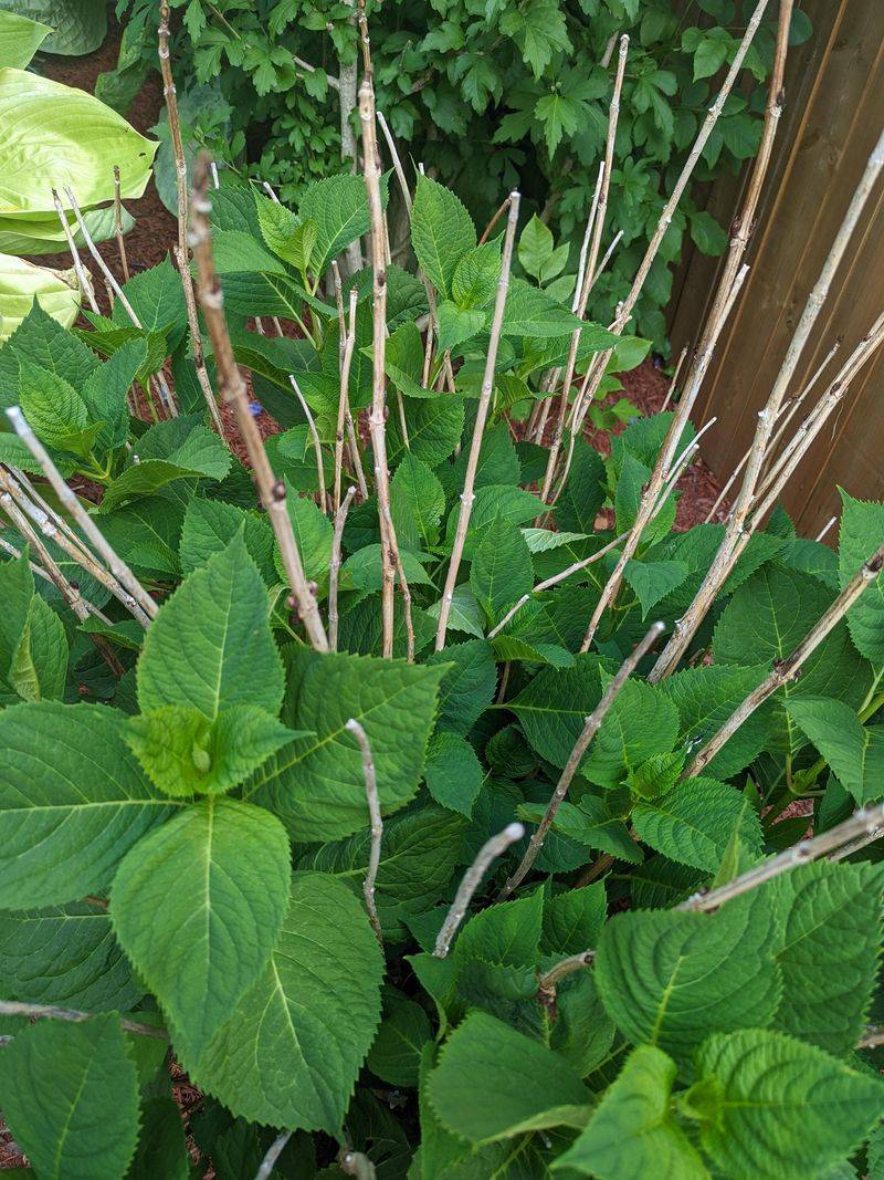 Cutting Bigleaf Hydrangeas After Buds Have Already Set Cutting Bigleaf Hydrangeas After Buds Have Already Set