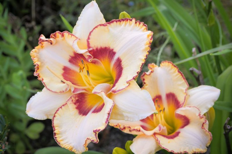 Daylily Daylily