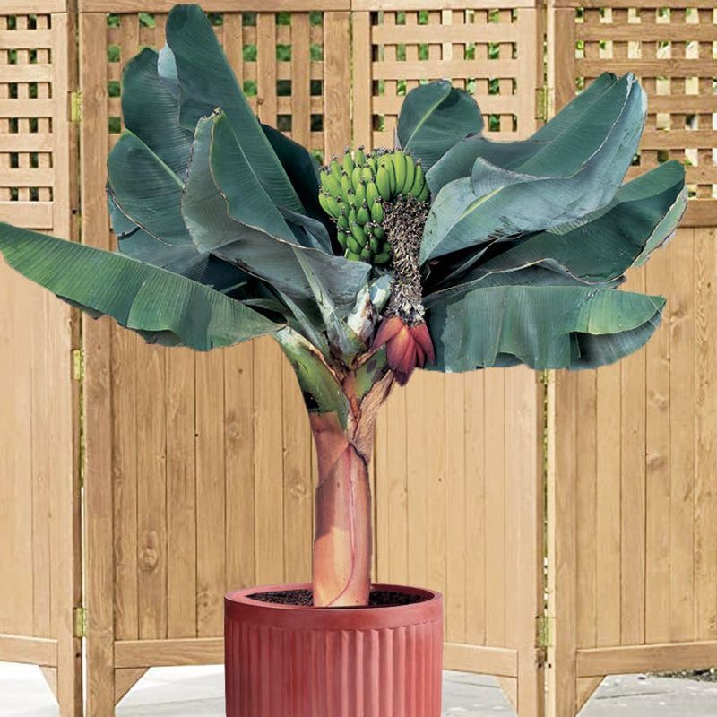 Dwarf Banana Plant