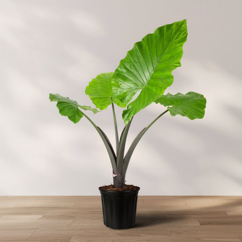 Elephant Ear Alocasia