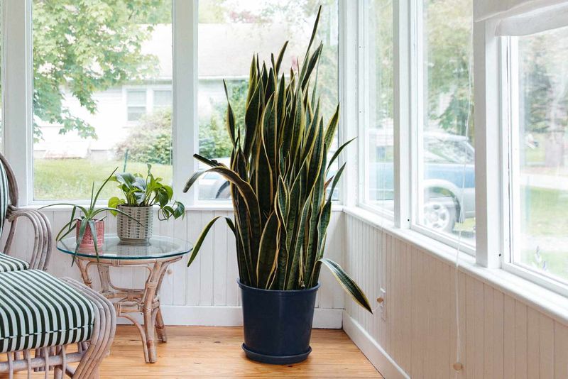 Fall Light Shifts Indoors