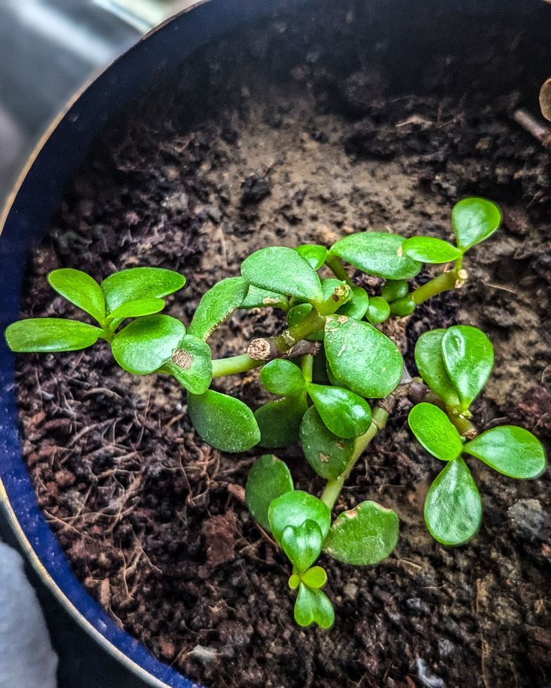 Give The Leaf Bright And Indirect Light