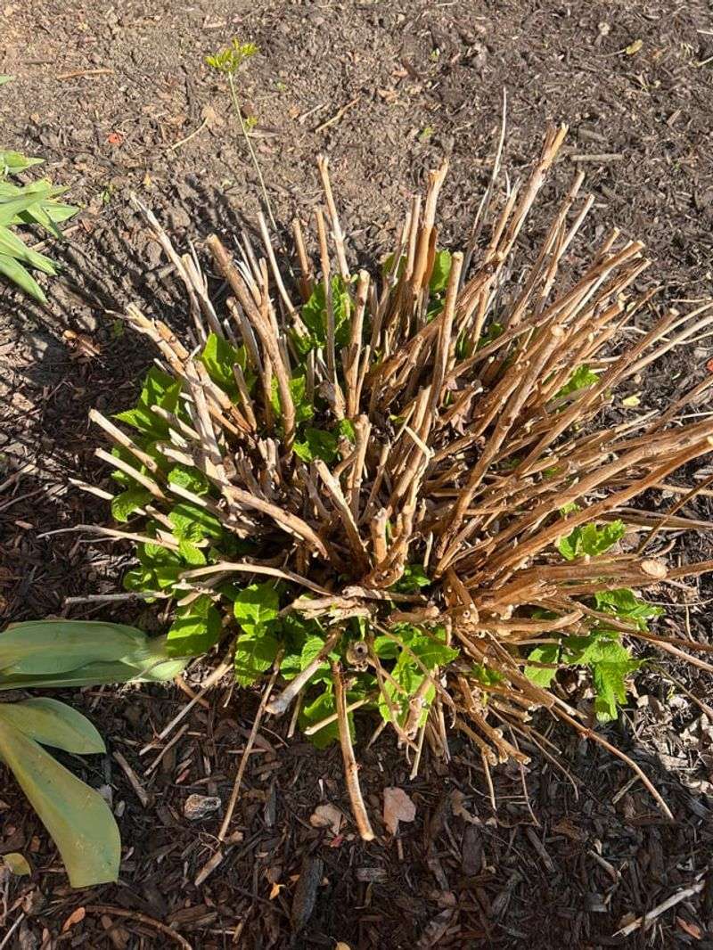 Giving Old Wood Shrubs A Hard Fall Haircut Giving Old Wood Shrubs A Hard Fall Haircut