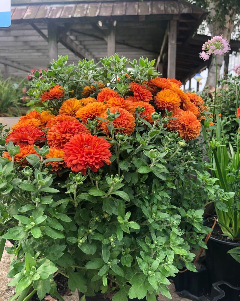 Hardy Mums Come Back For An Encore