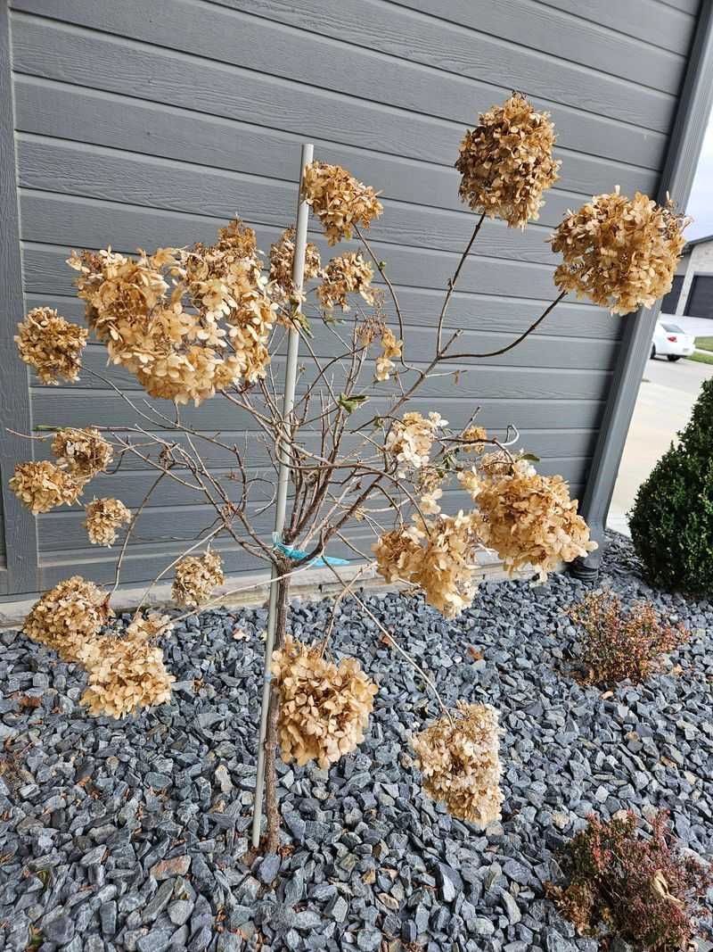 Hold Off On Fall Pruning Hold Off On Fall Pruning