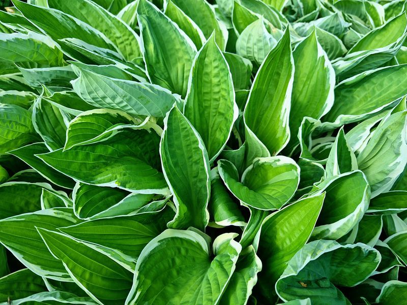 Hosta Hosta