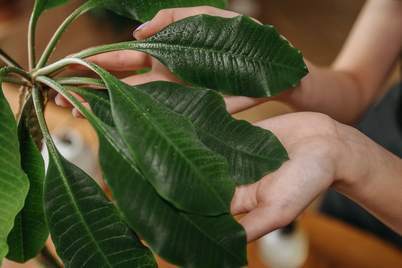 Inspect Every Leaf For Hidden Pests
