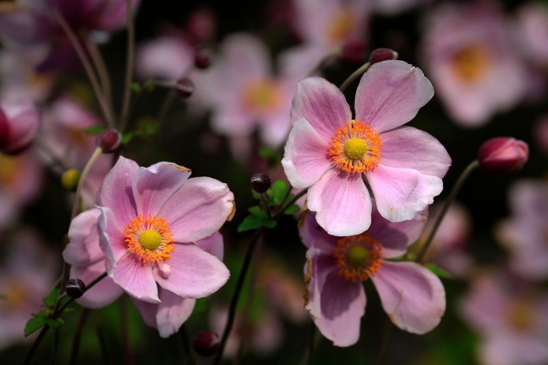 Japanese Anemones Dance In The Breeze