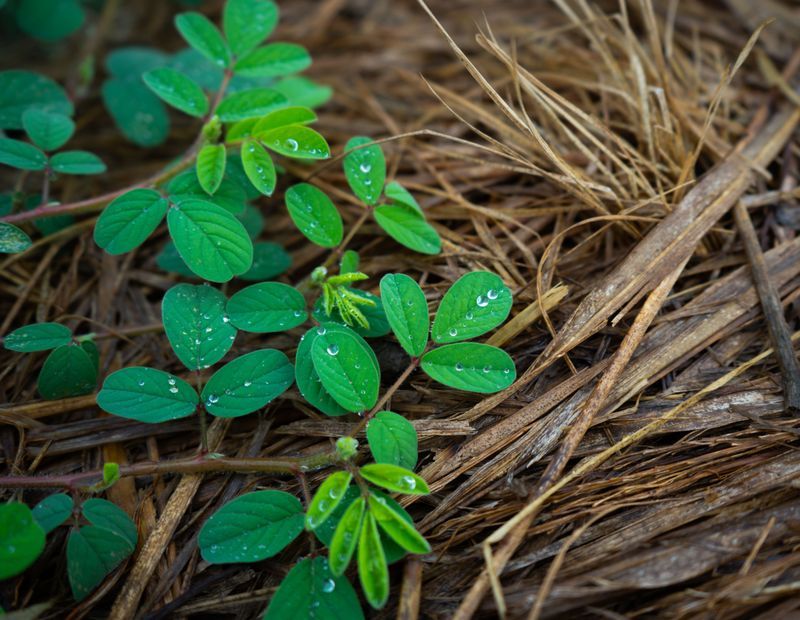 Keep Mulch Away From The Stems
