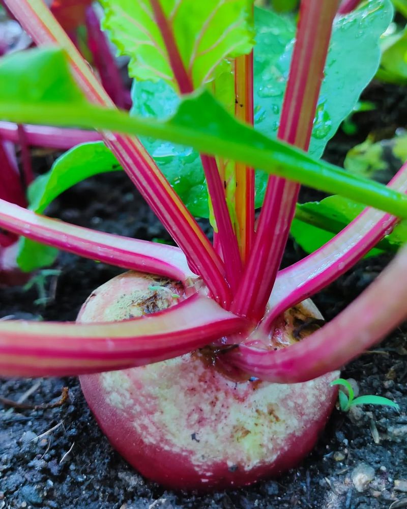 Know When Roots Are Ready