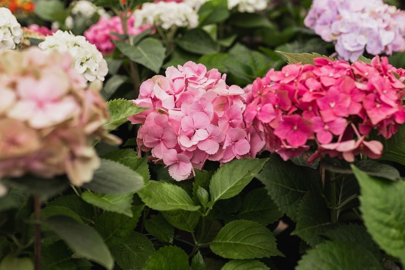Know Which Type Of Hydrangea You Have Know Which Type Of Hydrangea You Have