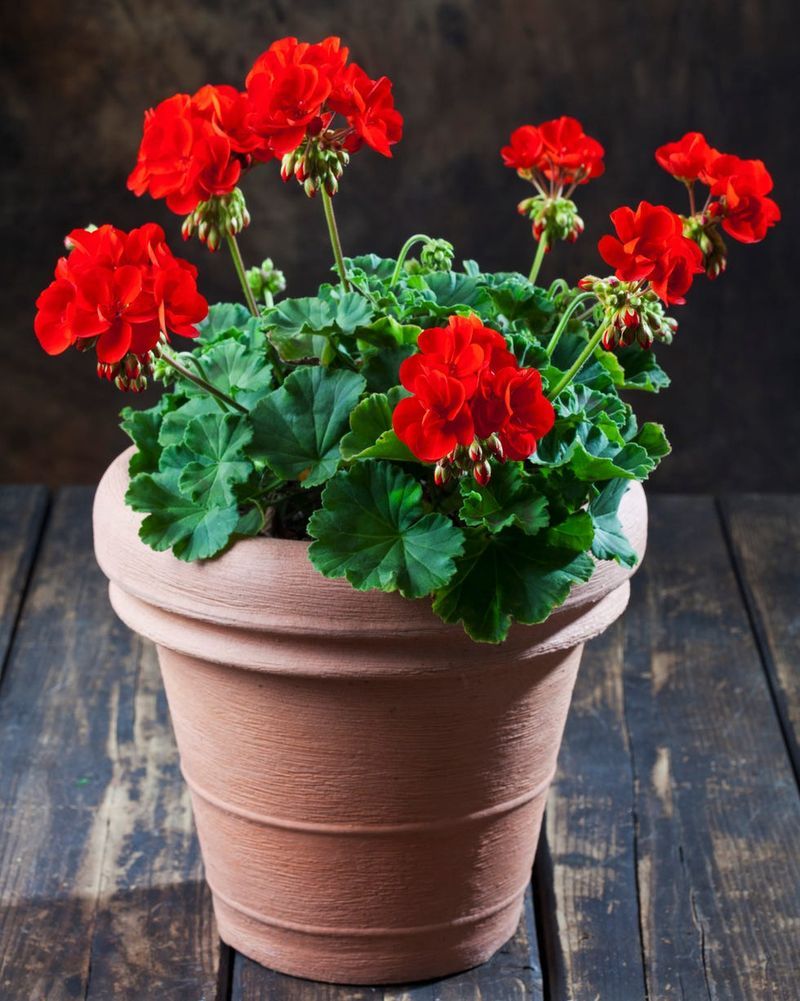 Know Your Geranium Type First