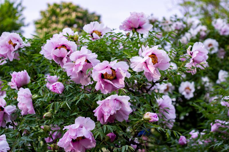 Leave Tree Peonies Uncut