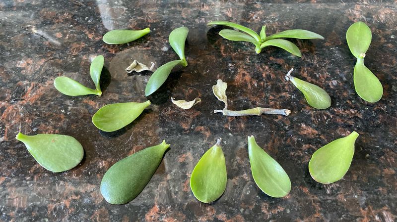 Let The Leaf Dry And Form A Callus