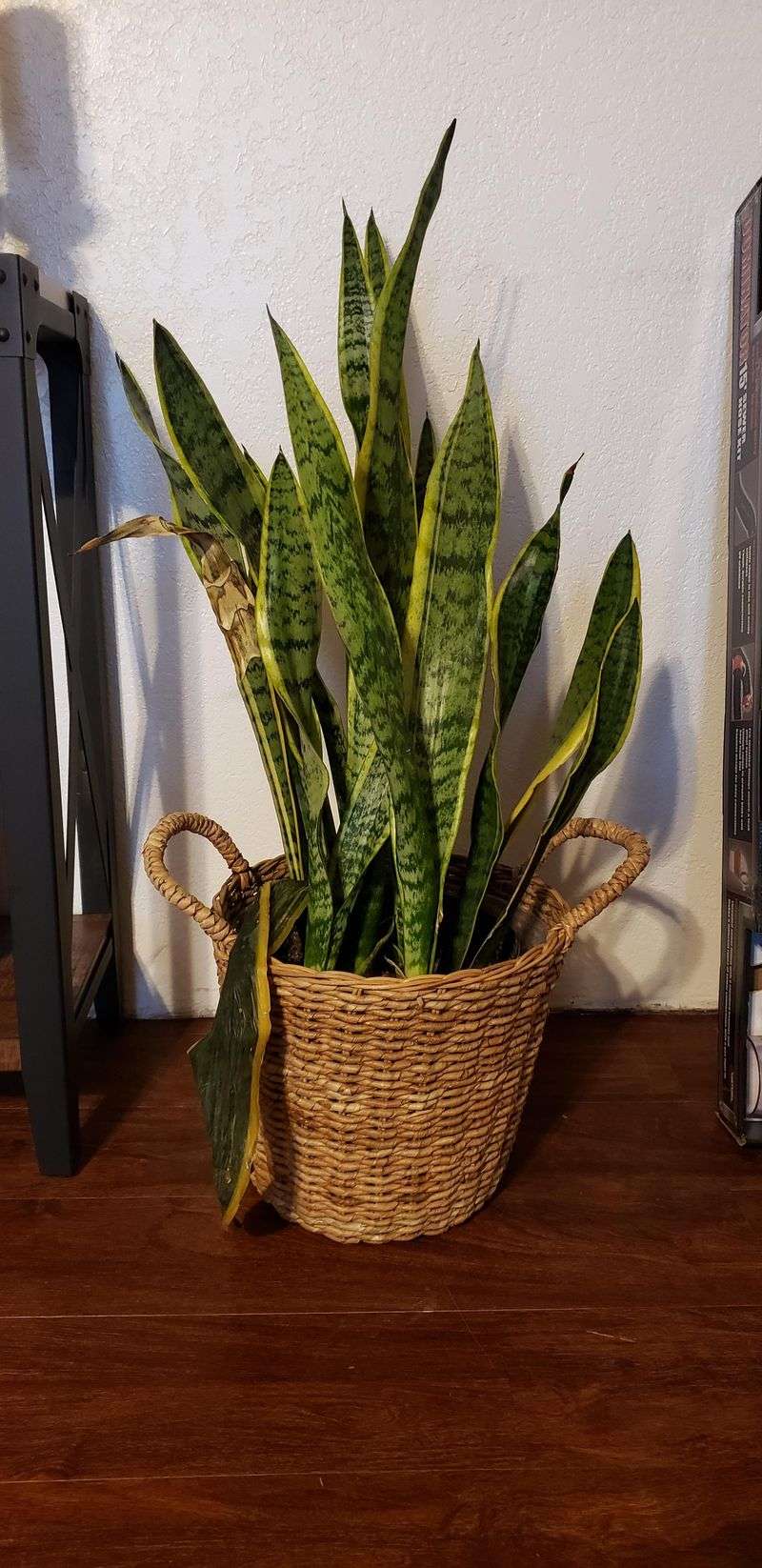 Long-Term Habits For Flat Healthy Leaves