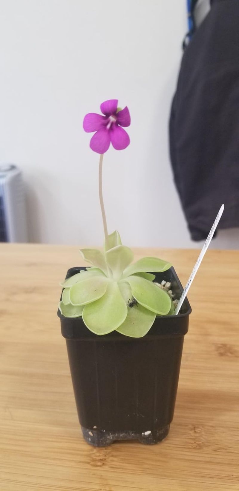 Mexican Butterwort Fools Its Visitors