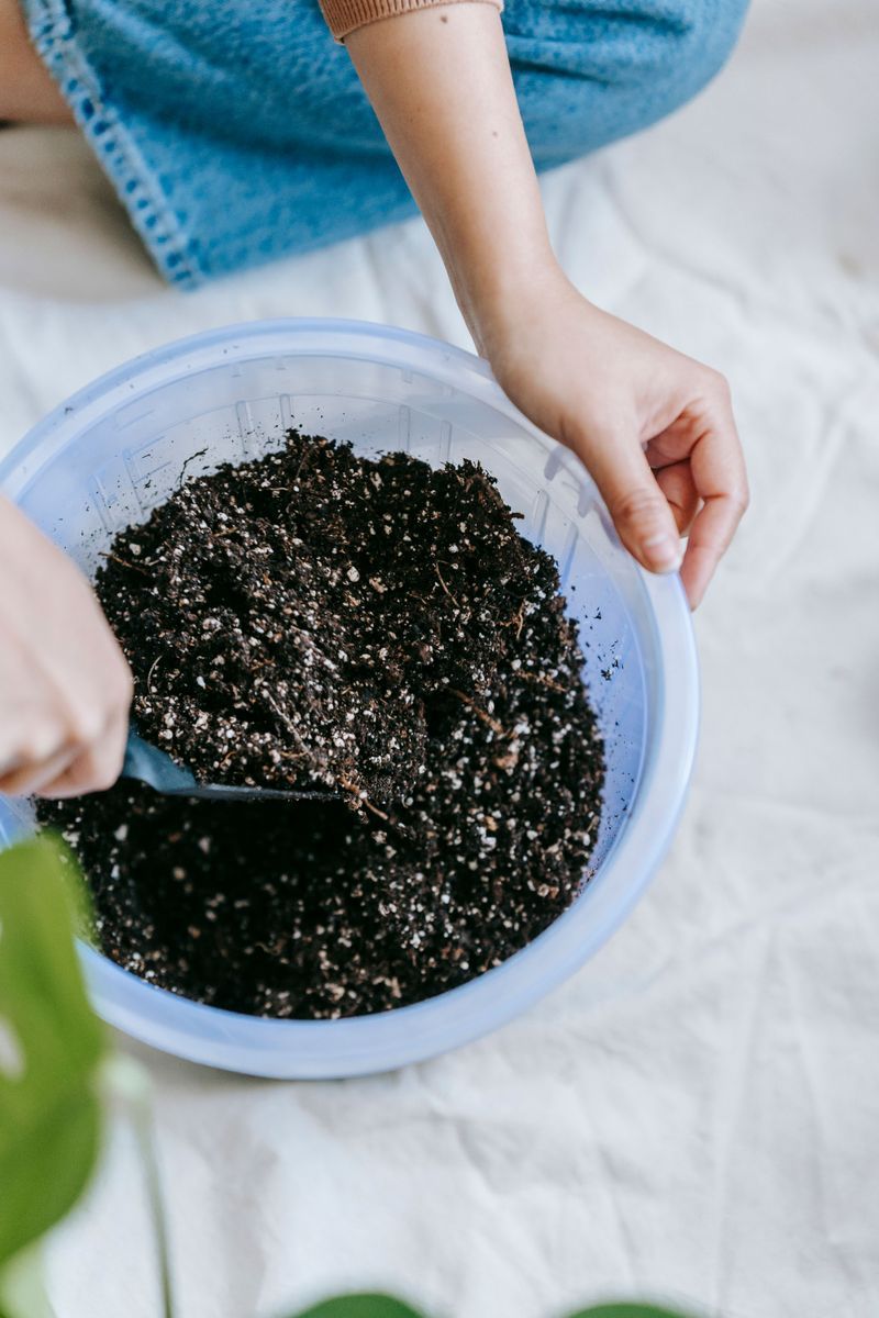Mix A Gritty Soil For The Leaf