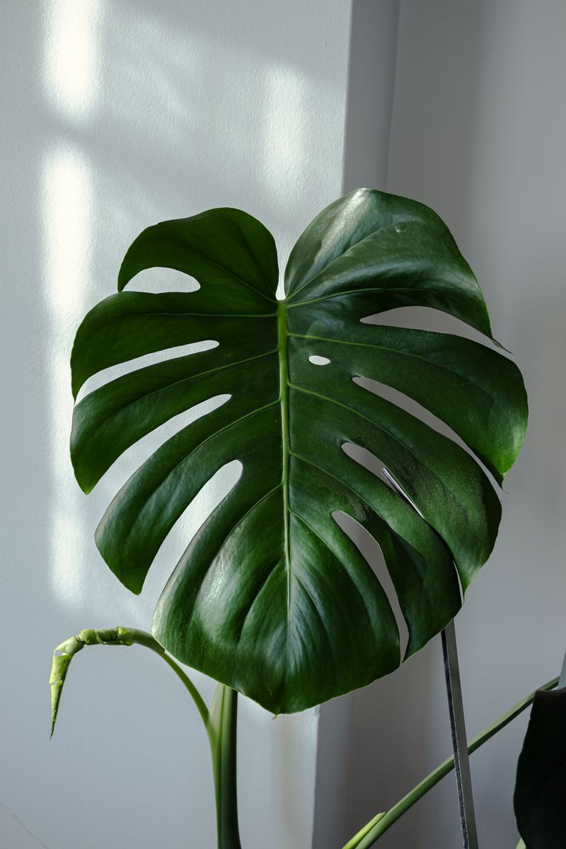 Monstera Deliciosa