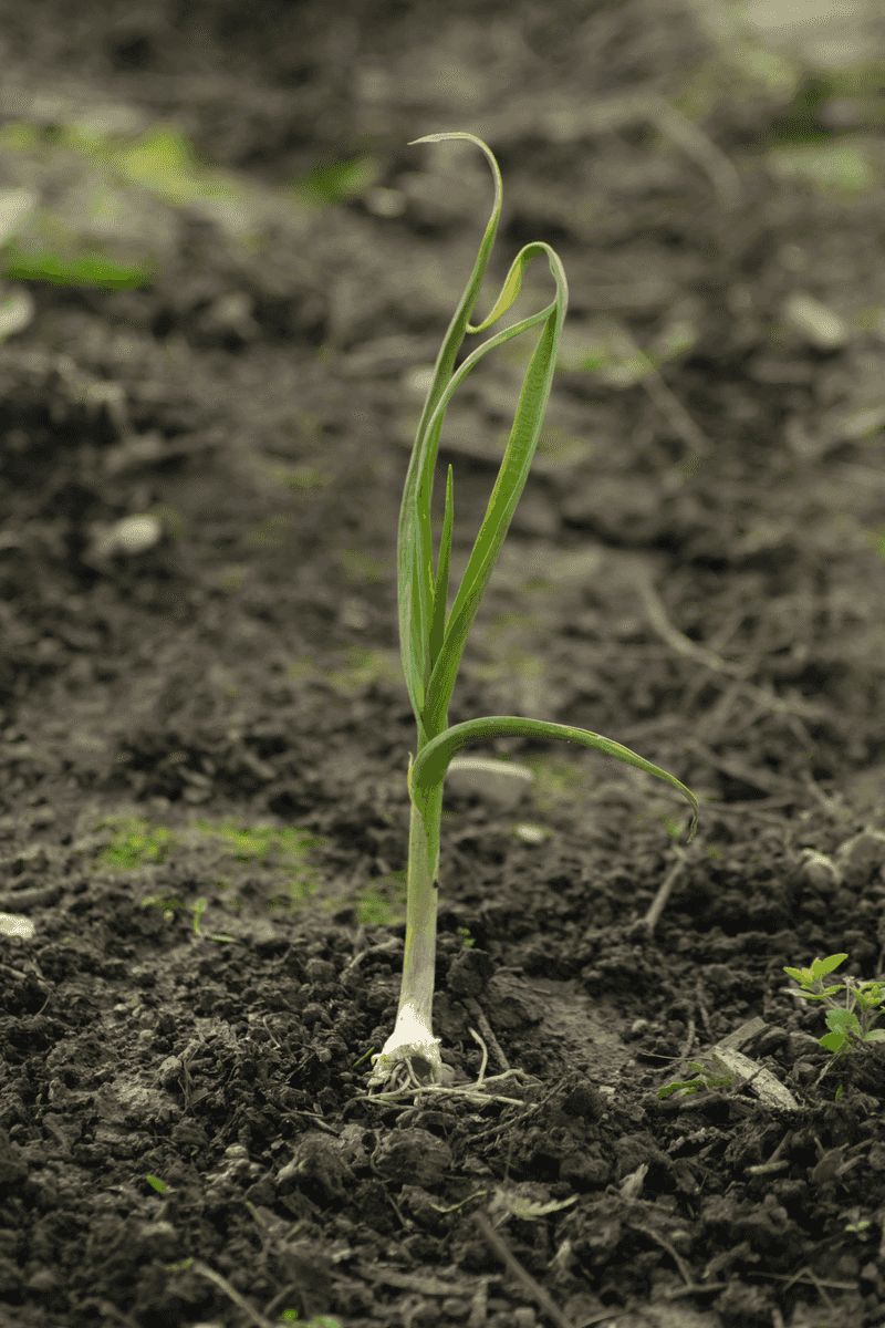 Neglecting Soil Nutrition, Drainage, And Watering