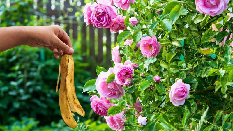 Nutrients Arrive In Plant-Ready Form