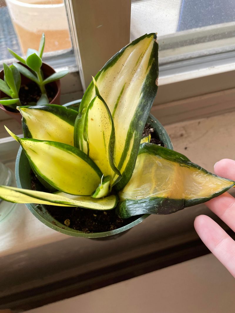 Overwatering Mistakes That Mimic Thirst